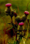 Scottish thistle