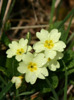 primrose