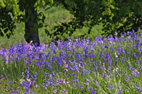 bluebell wood