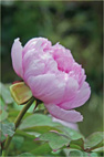 paeony