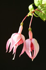 fuchsia buds