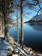 wintry trees